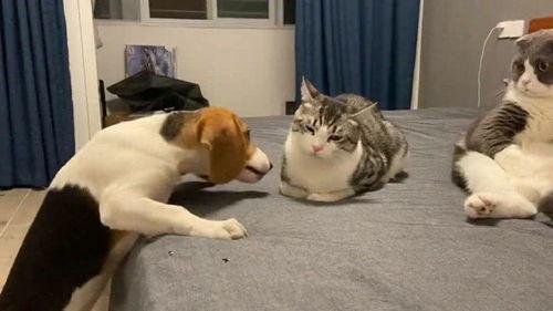 天天吃瓜吃瓜群众啊