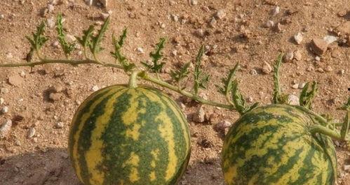 随便捡瓜吃瓜,尽享“随便捡瓜吃瓜”的悠闲时光