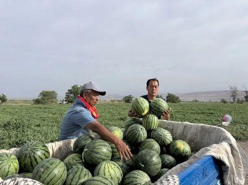 林清平吃瓜资源,瓜田里的智慧人生