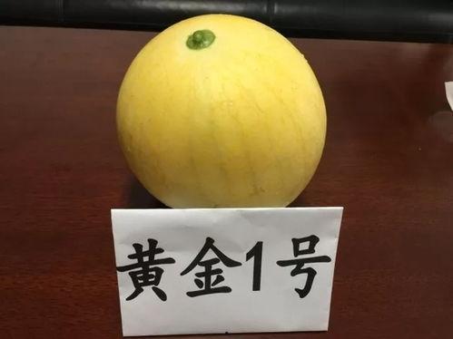 金平湖吃瓜