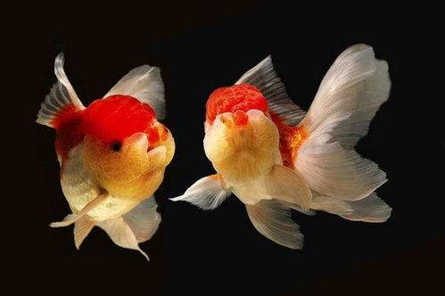 银河金鱼吃瓜,一场奇幻的美食之旅