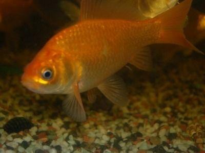 银河金鱼吃瓜,一场奇幻的美食之旅