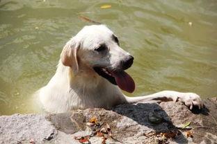 猫狗吃哈密瓜,探索宠物饮食新选择