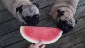 猫狗吃哈密瓜,探索宠物饮食新选择