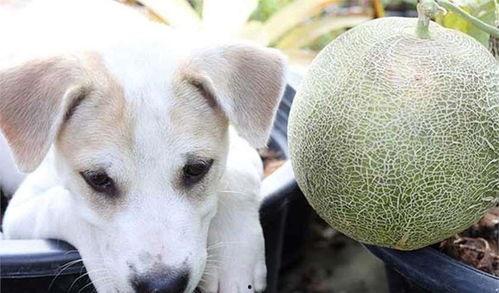 猫狗吃哈密瓜,探索宠物饮食新选择