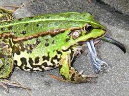 职业吃瓜青蛙,揭秘网络红人的幕后生活