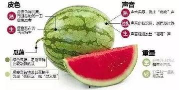 微信吃瓜恐怖,揭秘网络恐怖事件的背后真相