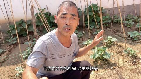 蔡金吃瓜视频,揭秘娱乐圈幕后真相，带你领略明星们的真实生活