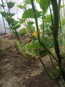 瓜叶怎么吃不黄,如何避免烹饪后变黄