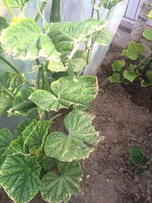 瓜叶怎么吃不黄,如何避免烹饪后变黄