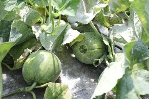 在哪吃最新的瓜,最新瓜料，在哪吃一网打尽