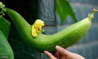 瓜种多了怎么吃,瓜种繁多，教你轻松吃出健康与乐趣