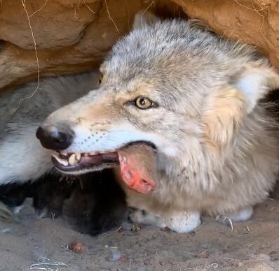 小孩儿吃狼瓜有什么好处,儿童健康成长的营养佳品