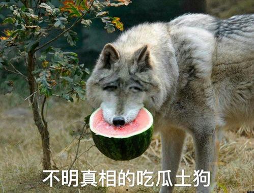 小孩儿吃狼瓜有什么好处,儿童健康成长的营养佳品