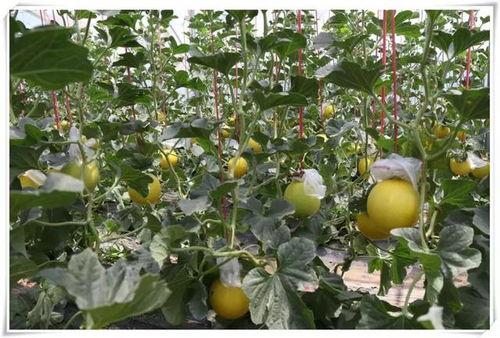 村里吃瓜好去处,共享夏日清凉时光