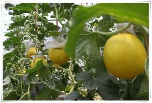 村里吃瓜好去处,共享夏日清凉时光