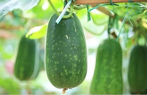 吃瓜四小花,吃瓜四小花，揭秘当红小花旦的幕后故事