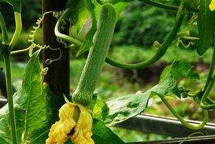 吃瓜月月,揭秘娱乐圈幕后故事