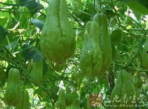 佛鼠瓜怎么吃,探索美味与营养的完美结合