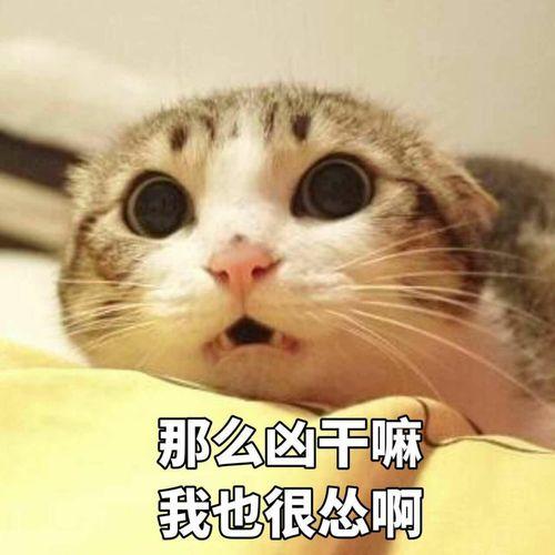 看瓜吃瓜的猫表情包图片,看瓜吃瓜猫表情包大盘点