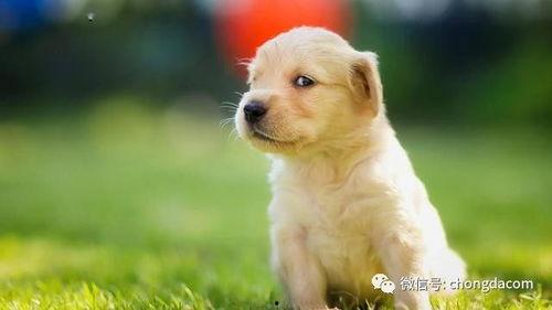 狗狗可以吃蒲瓜嘛,蒲瓜是否适合作为狗狗的美食？