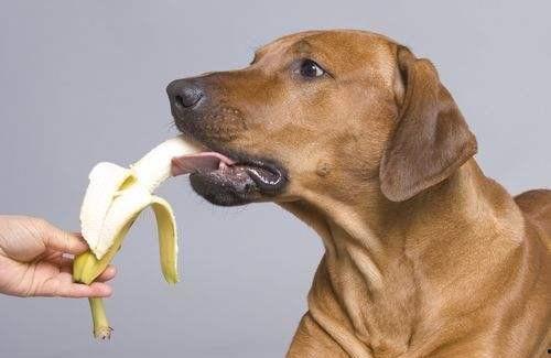 狗狗可以吃蒲瓜嘛,蒲瓜是否适合作为狗狗的美食？