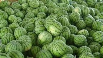 暗料吃瓜,暗料吃瓜背后的真相与内幕