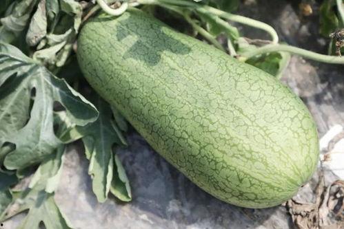 仲夏绮梦哪里吃瓜,探寻夏日美食新地标