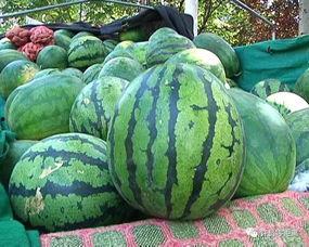 大瓜不熟怎么吃,解锁美味新境界