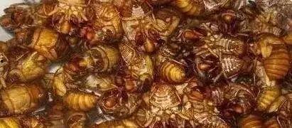 济南神兽吃瓜视频,一场意想不到的萌宠奇观