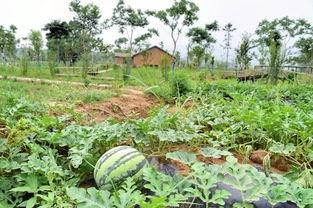 吃瓜社最新,娱乐圈最新热点事件深度剖析