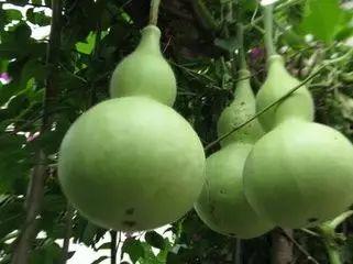 吃瓜是苦的,探寻瓜果口感背后的秘密