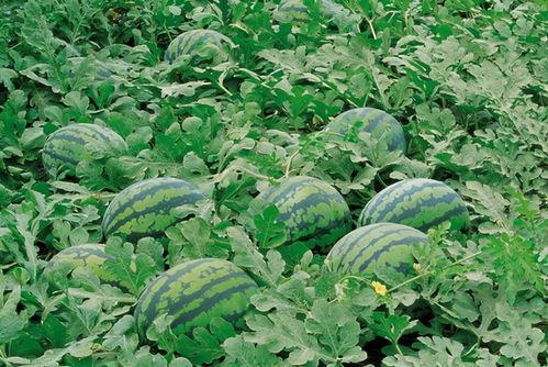 进群吃瓜系统,社交新潮流背后的秘密与影响