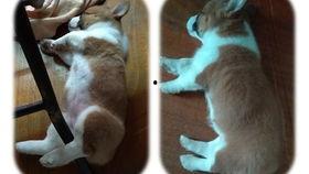 吃瓜的小肥,揭秘娱乐圈那些不为人知的幕后故事