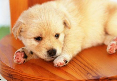 小狗吃网纹瓜,小狗的网纹瓜美食之旅