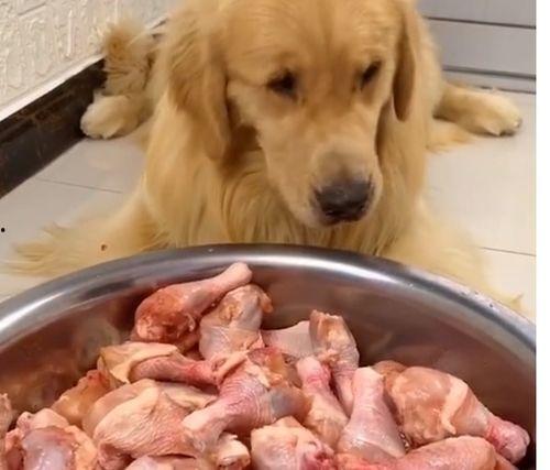 播放大狗狗吃瓜视频