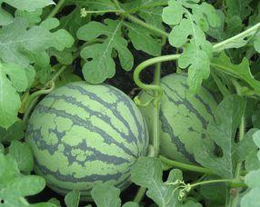 孕妇可以吃白密瓜吗,孕妇可以吃白密瓜吗？营养与安全解析