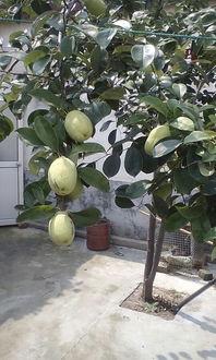 复合树瓜怎么吃,解锁美味新体验