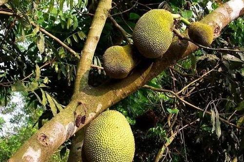 大树张小狮吃瓜