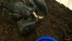 蝎哥吃瓜,揭秘娱乐圈幕后真相