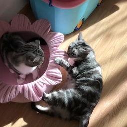 猫吃瓜现场,一场猫吃瓜的趣味现场